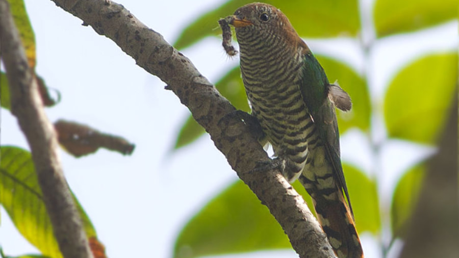 Mahananda Wildlife Sanctuary, Siliguri