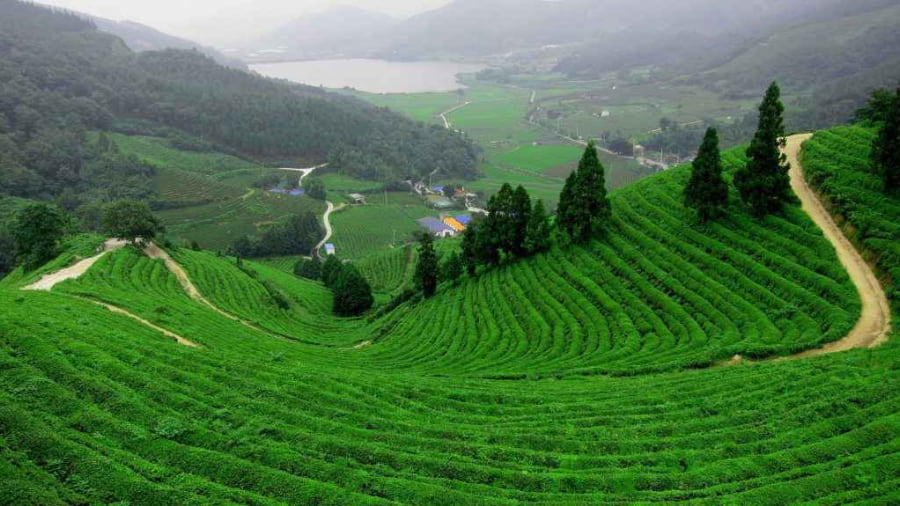 Sepoy Dhura Tea Garden, Siliguri