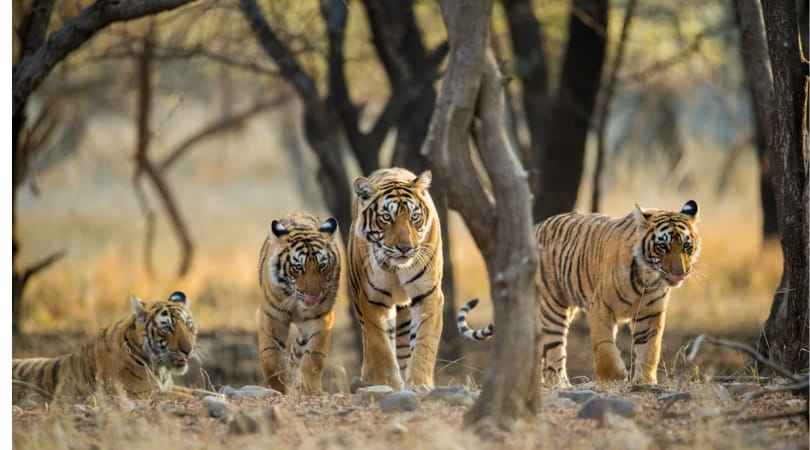 Ranthambore – Where the Wild Roams Free