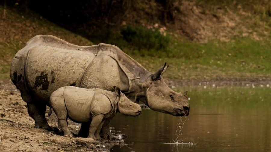 Kaziranga Luxury Safari