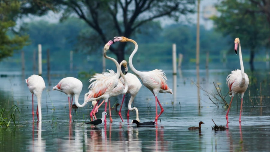 Keoladeo National Park