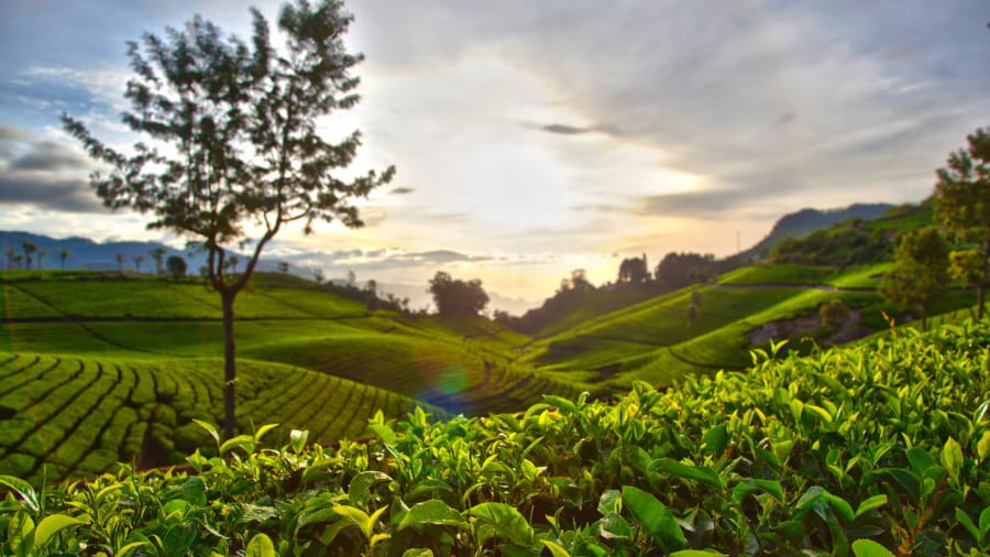 Coonoor, Tamil Nadu