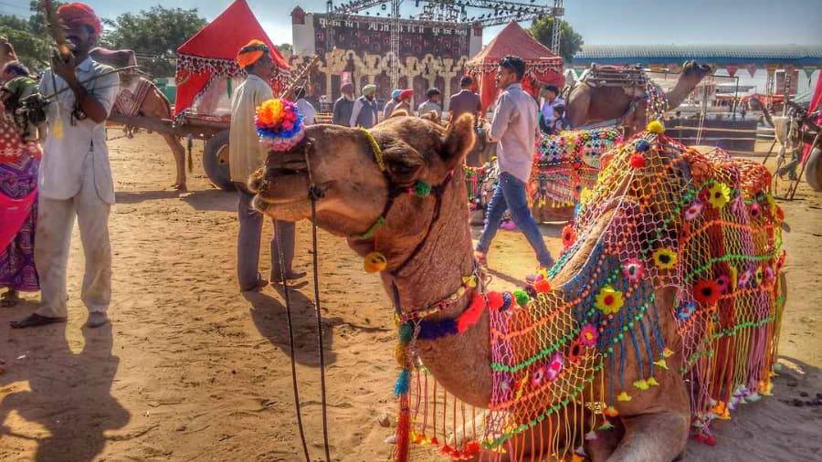 Do I Need Tickets for the Pushkar Camel Fair