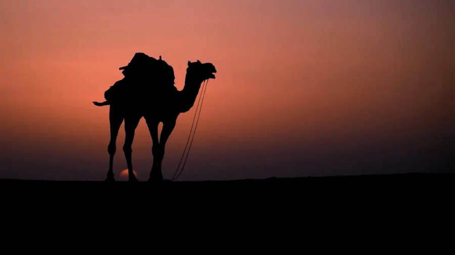 Pushkar Mela 2026 Schedule