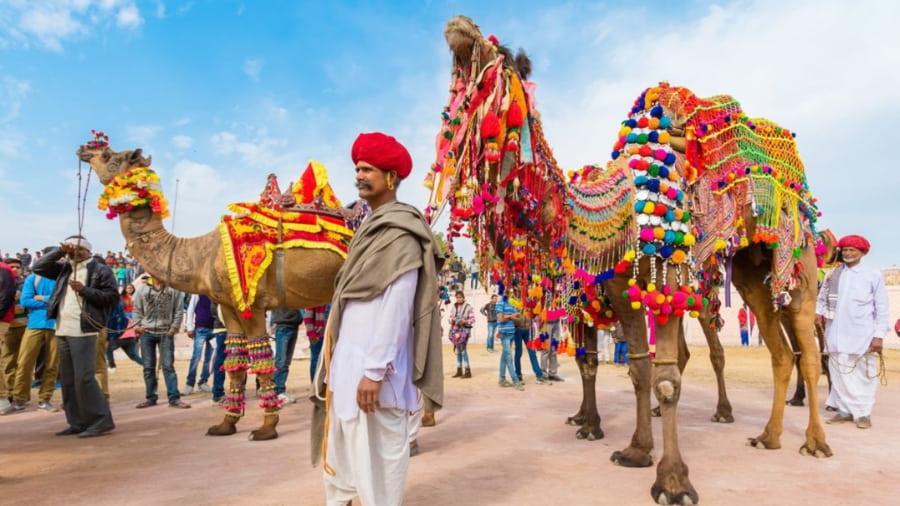 Witness the Camel and Livestock Trading