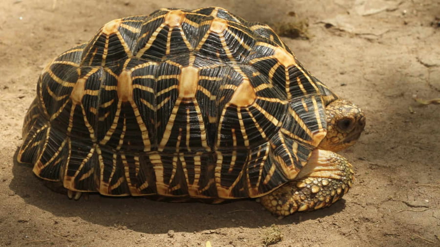 Chinnar Wildlife Sanctuary