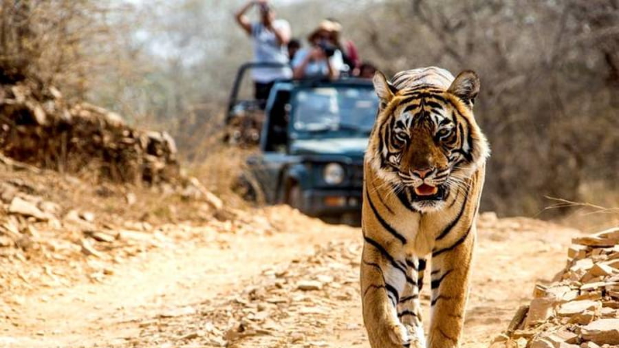 Key Benefits of Budget Golden Triangle Tours