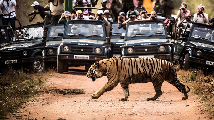 Bandhavgarh Safari Booking Price and Packages