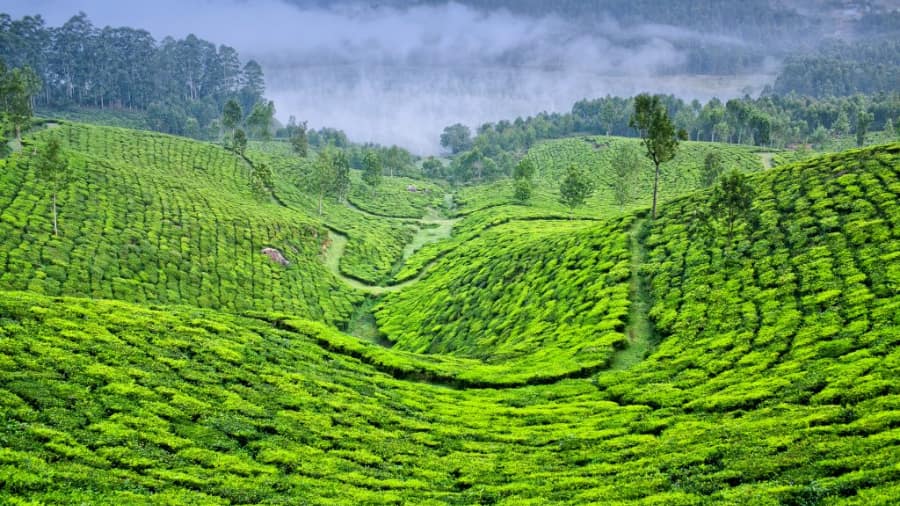 Coorg, Karnataka Coffee Plantations and Misty Hills