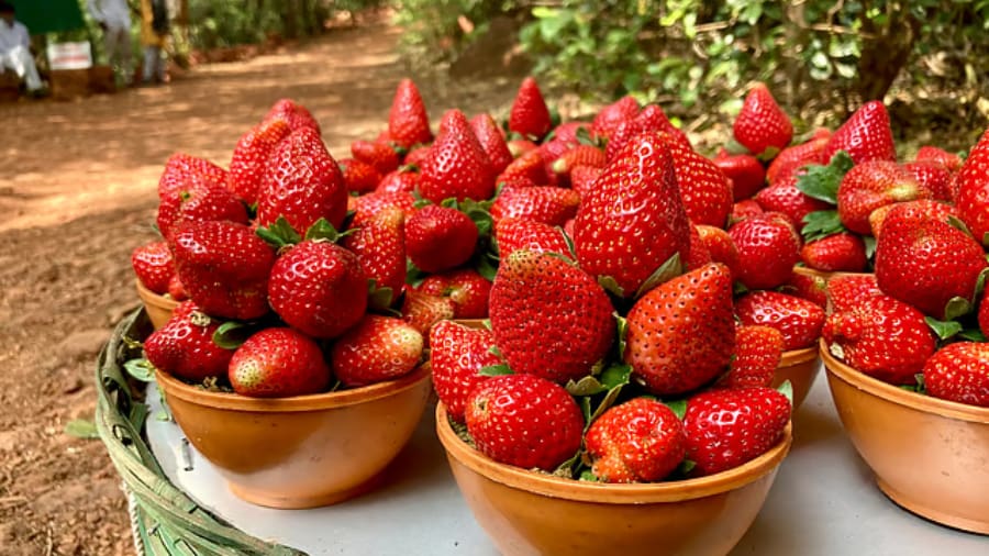 Mahabaleshwar, Maharashtra Strawberry farms and foggy hills