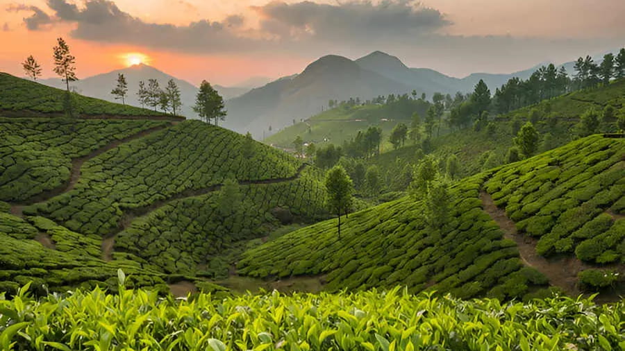 Munnar, Kerala Tea Gardens and Greenery