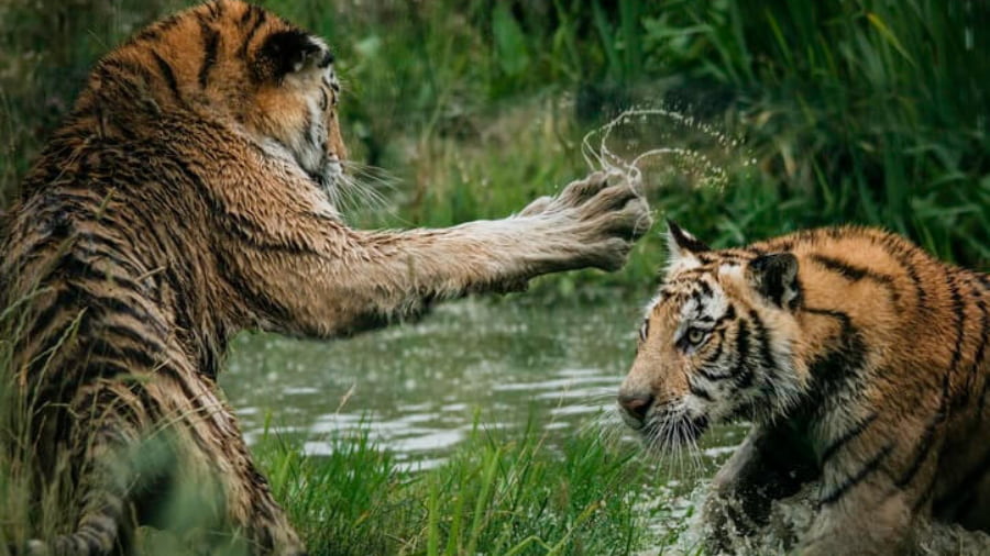 Tigers and Other Animals