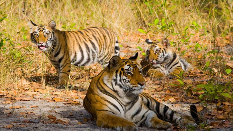 Wildlife and Attractions in Bandhavgarh National Park