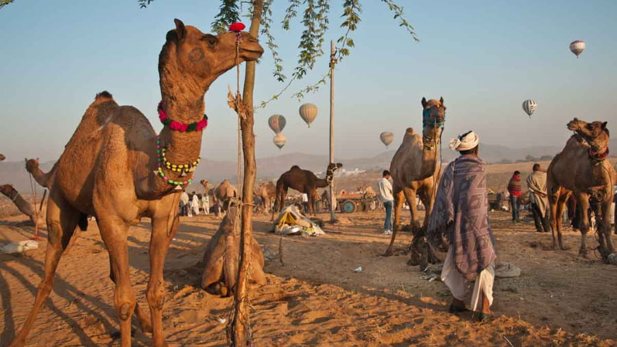 How to Reach Pushkar Fair