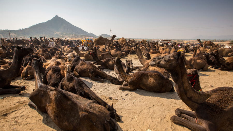 Location of the Pushkar Camel Fair