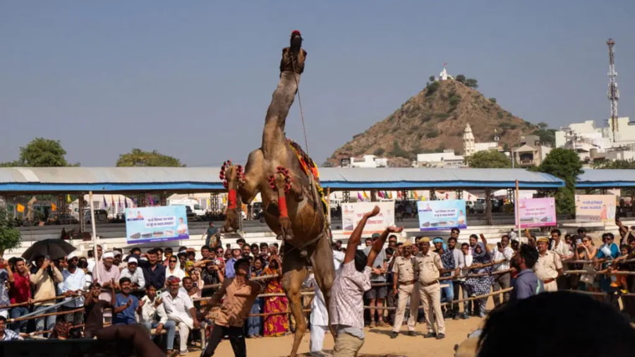 Pushkar Camel Fair 2026 Timing of the Day