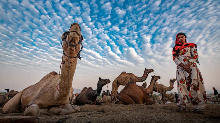 The Pushkar Mela 2026 Date and Time