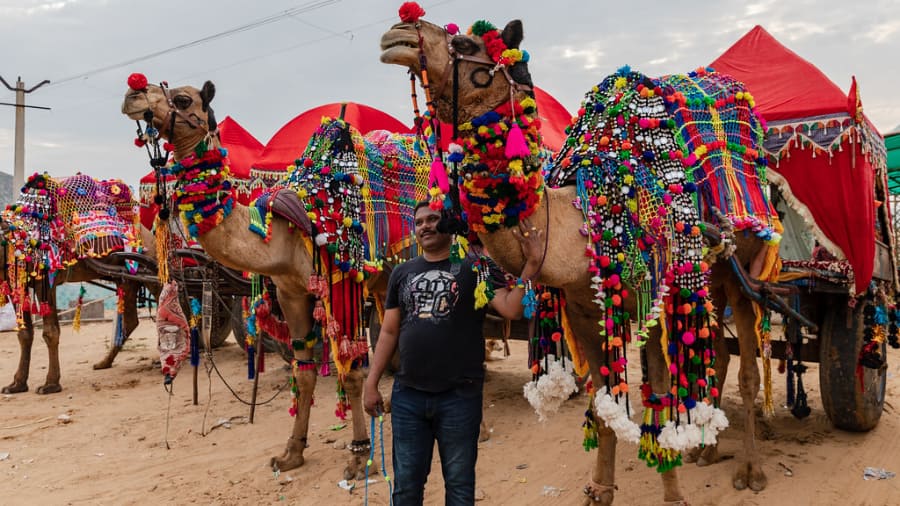 Camel Trading at the Pushkar Fair