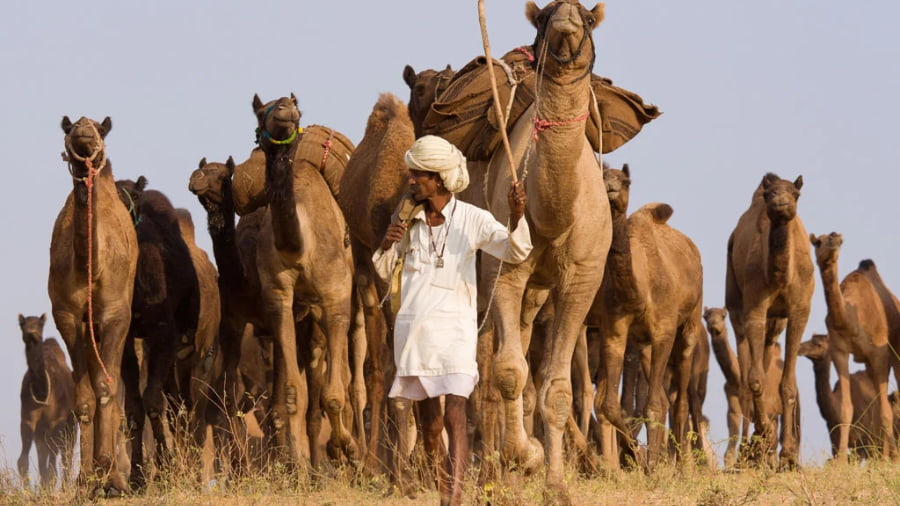 How to Deal With Touts at Pushkar Camel Fair