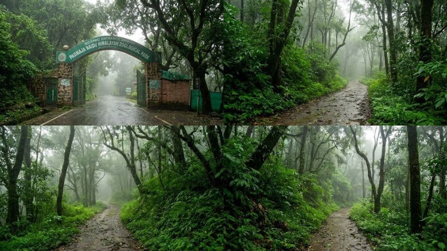 Padmaja Naidu Himalayan Zoological Park