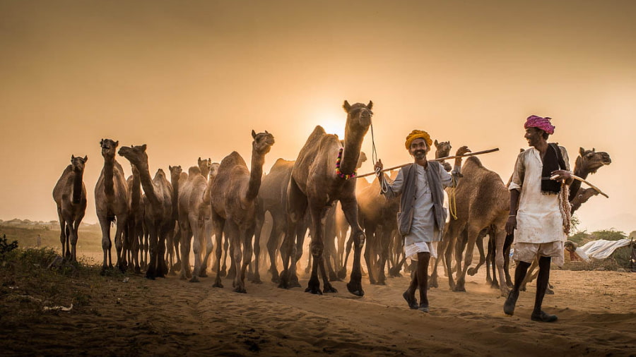 Pushkar Camel Fair Dates 2026 and Location