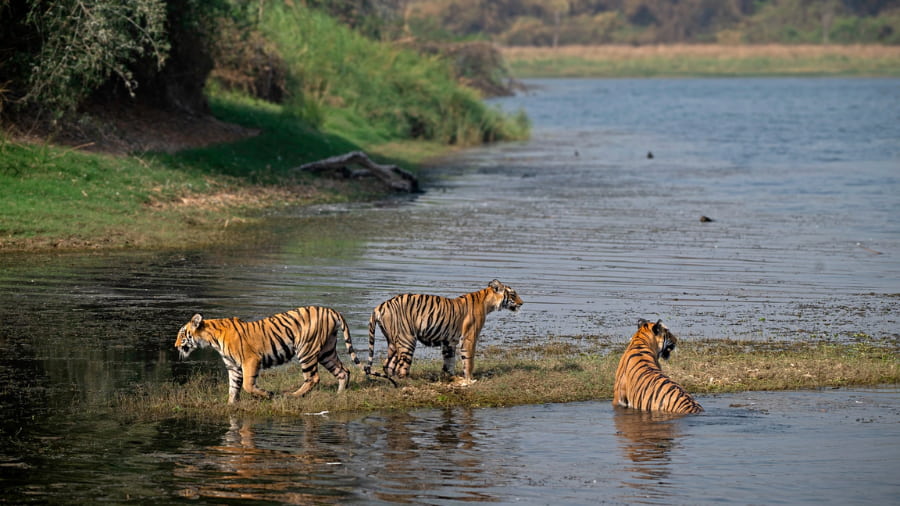 Tadoba Andhari Tiger Reserve