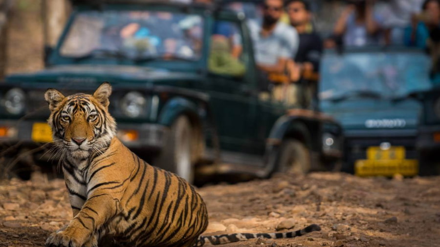What to Expect from a Tiger Safari