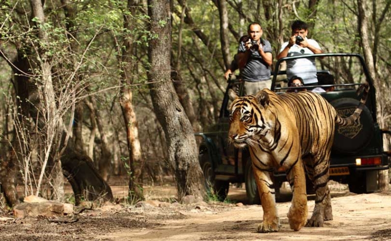 short-tours-corbett